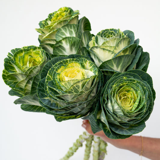 זר כרוב נוי