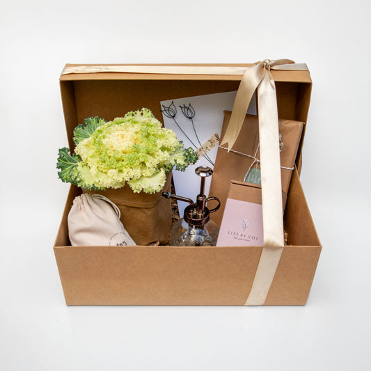 מארז מתנה - "פינה ביתית - עציץ עונתי"