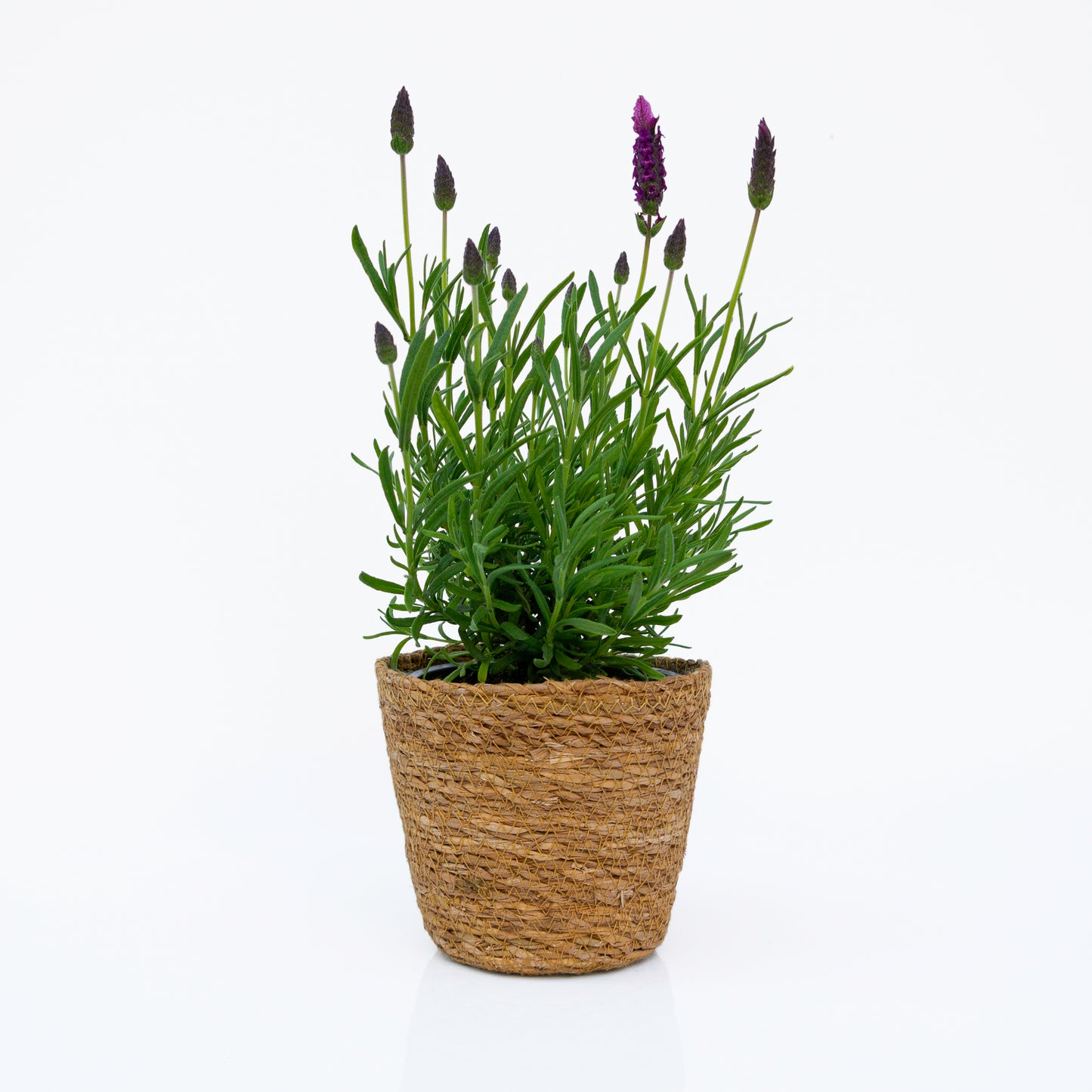 לבנדר בכלי סל קלוע