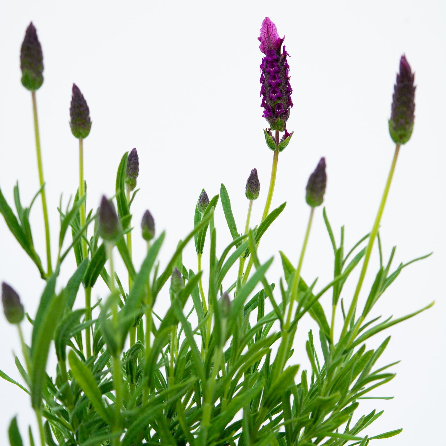 לבנדר בכלי סל קלוע