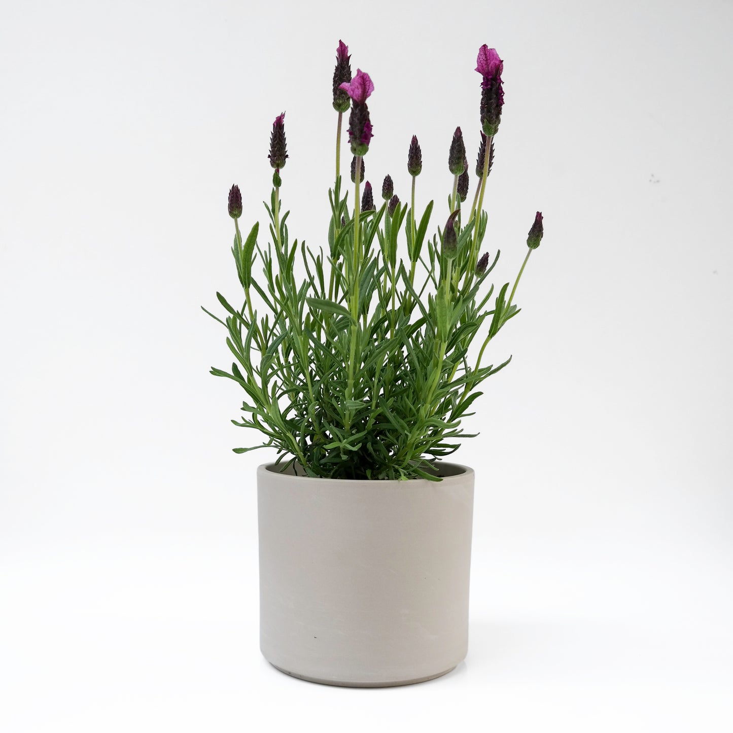 לבנדר בכלי בטון