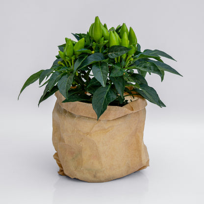 פלפל חריף לנוי ומאכל