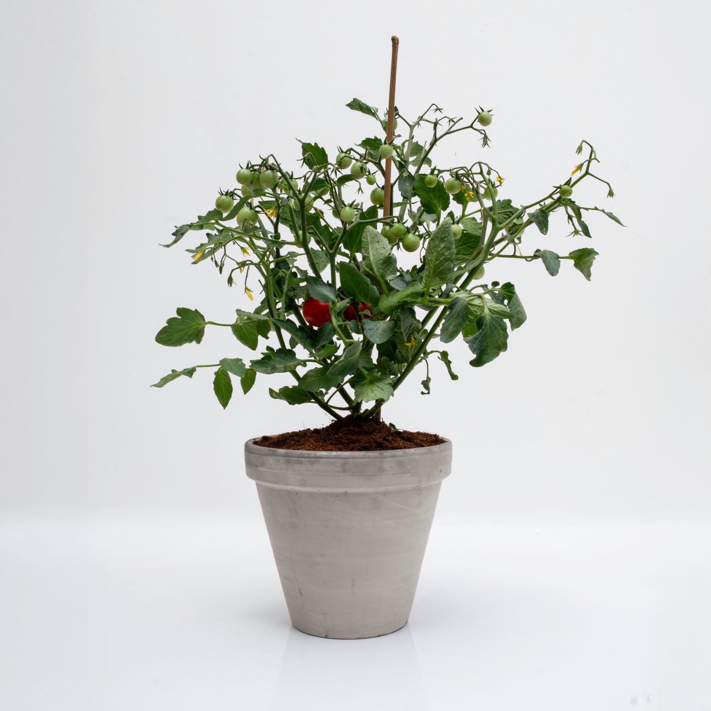 עציץ עגבניות מסוג שרי