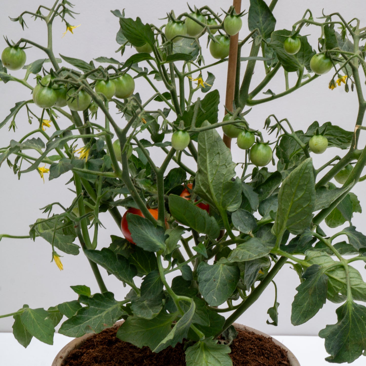 עציץ עגבניות מסוג שרי