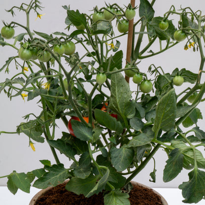 עציץ עגבניות מסוג שרי