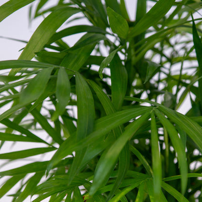 דקל בקוטר 15 ס"מ