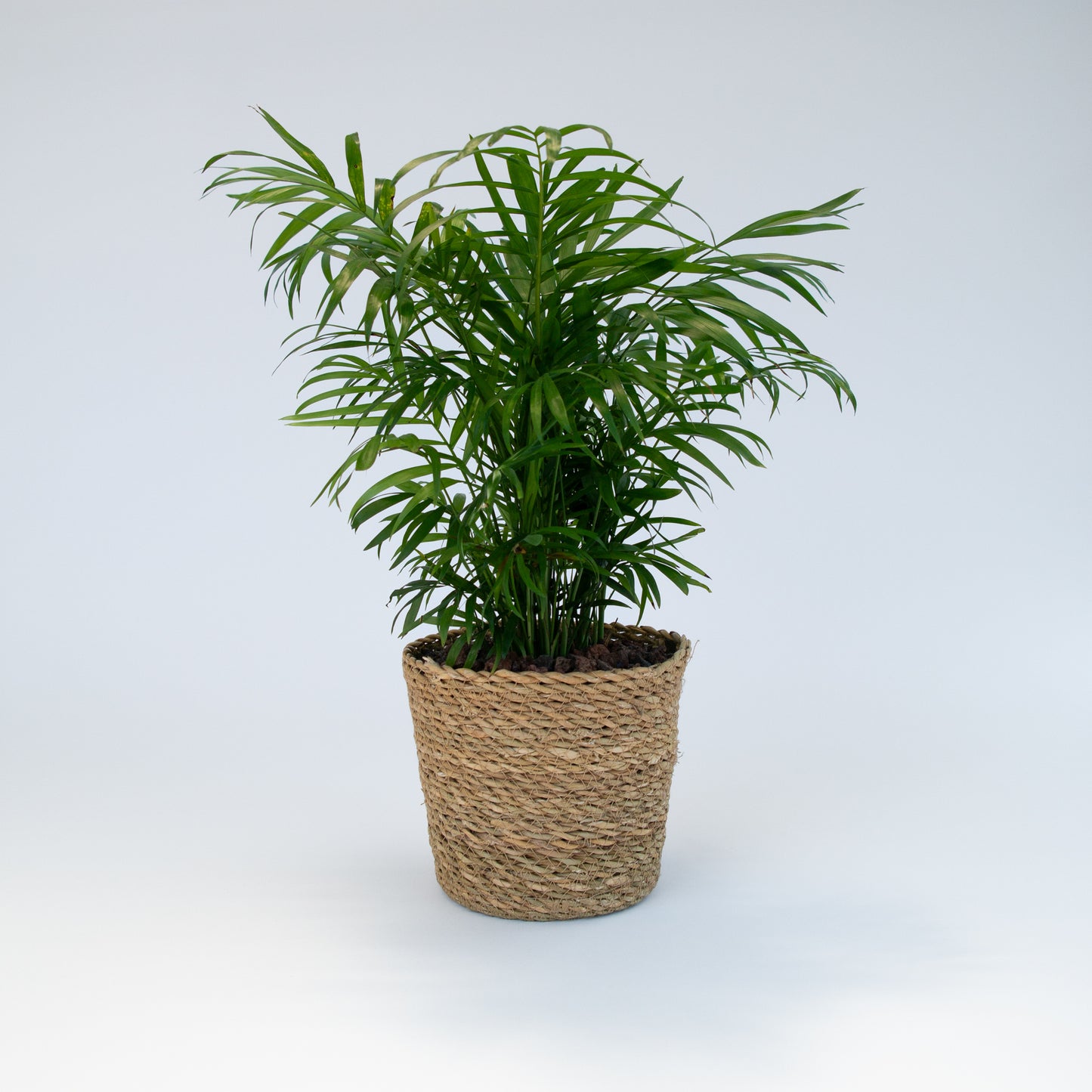 דקל בקוטר 15 ס"מ