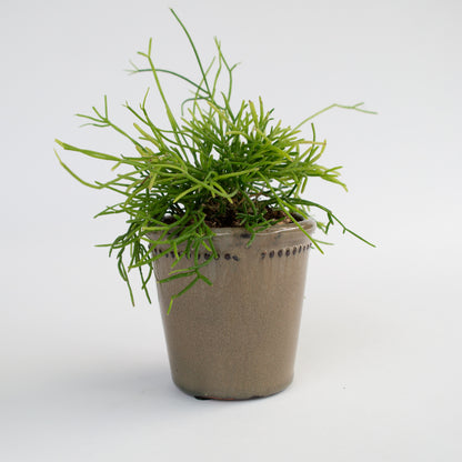 ריפסליס בכלי קרמיקה