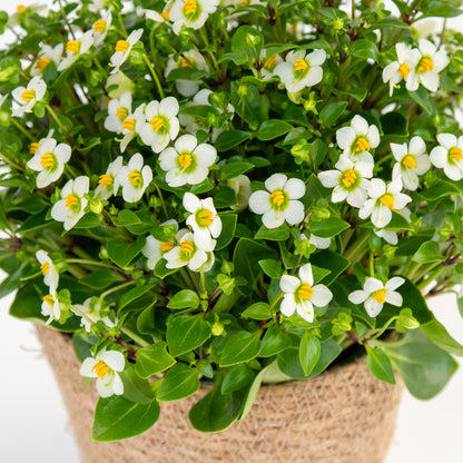 אקזקום פורח בכלי קלוע טבעי