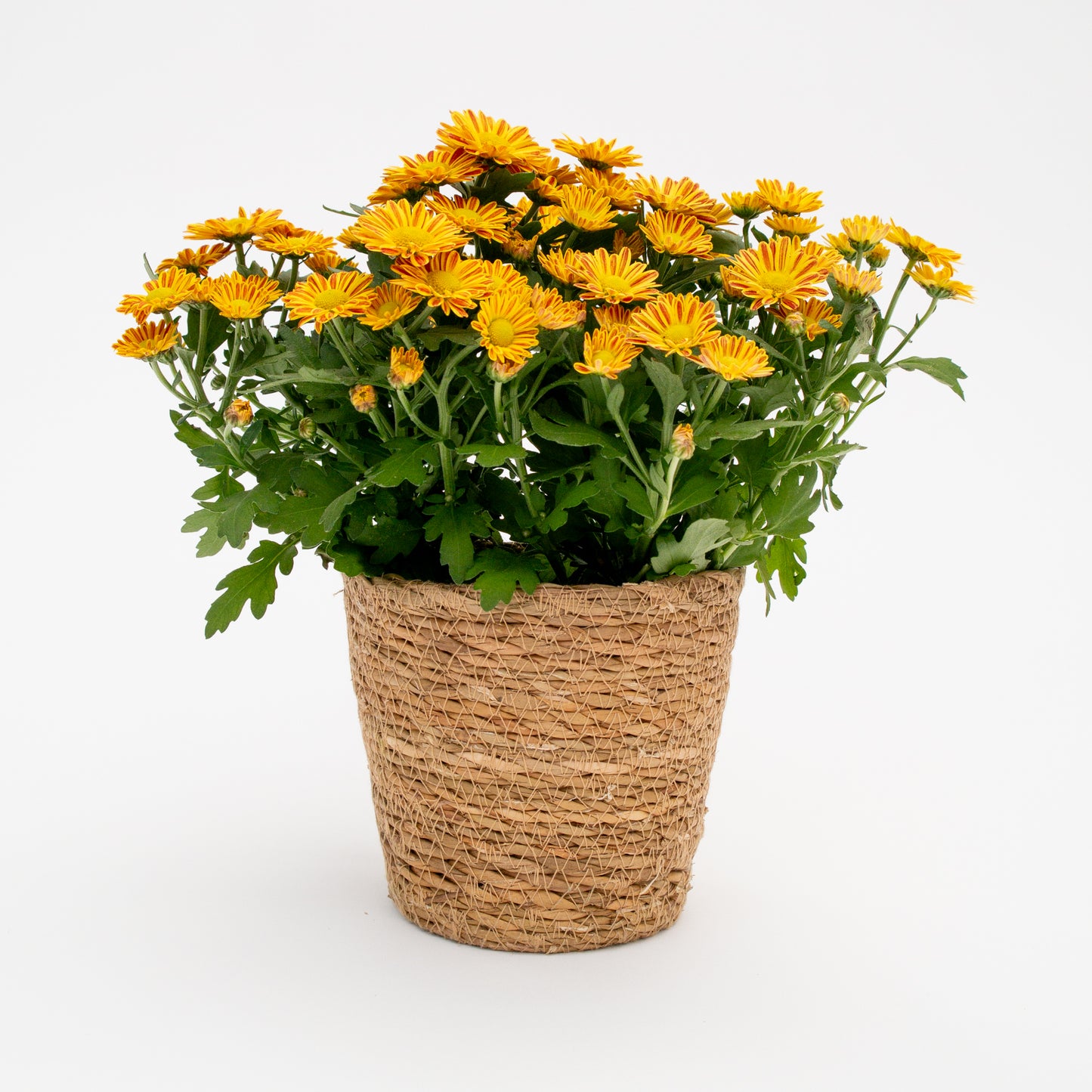 חרצית כריזנתמה בכלי לבחירה