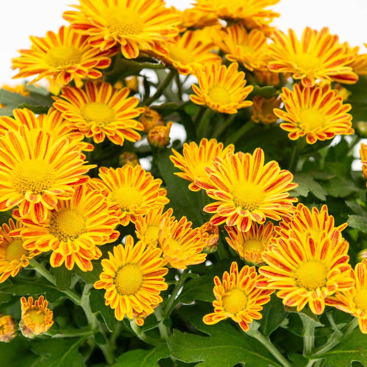 חרצית כריזנתמה בכלי לבחירה