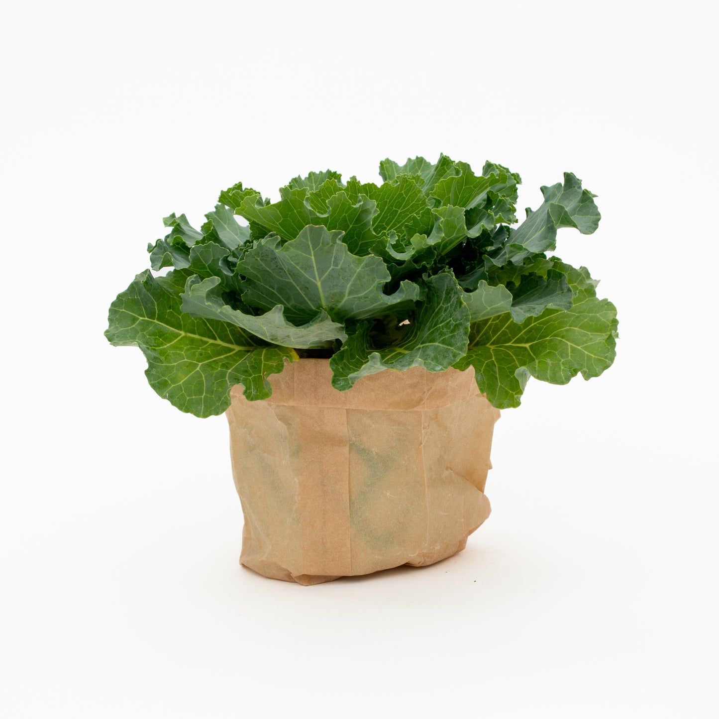 כרוב נוי בכלי לבחירה