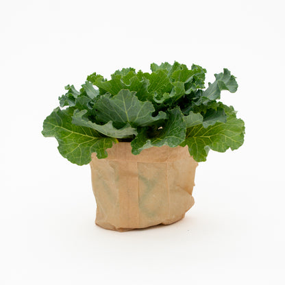 כרוב נוי בכלי לבחירה