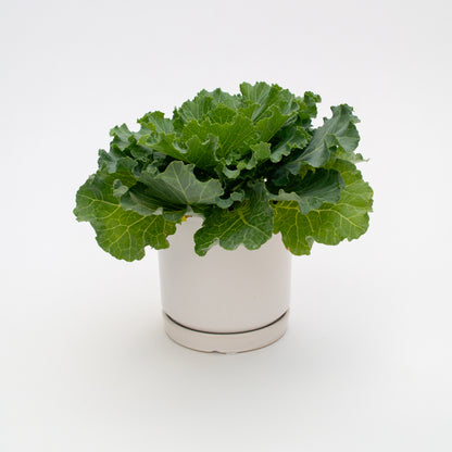 כרוב נוי בכלי לבחירה