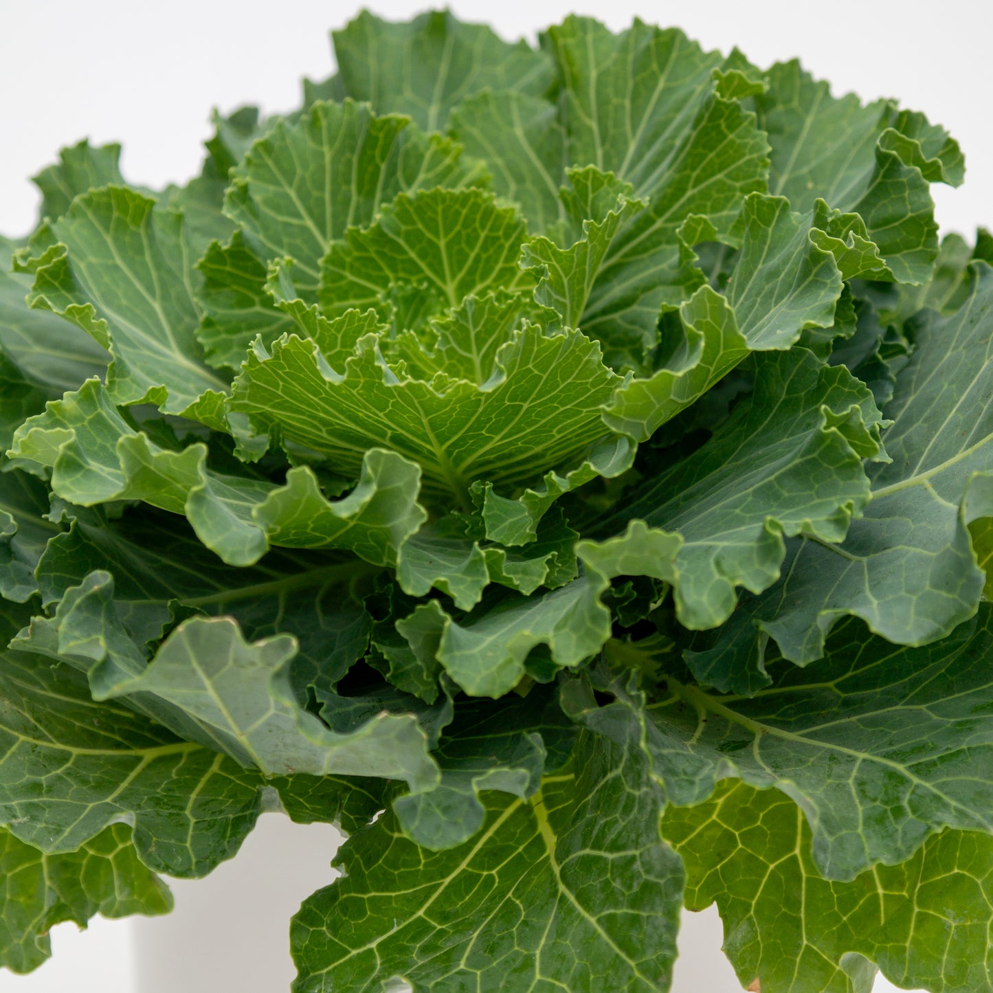 כרוב נוי בכלי לבחירה