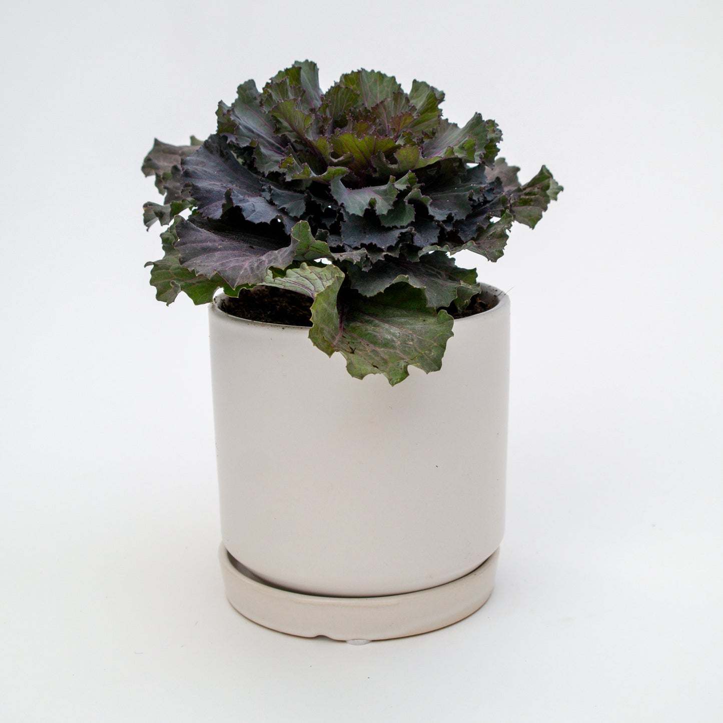 כרוב נוי בכלי לבחירה