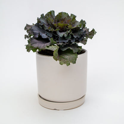 כרוב נוי בכלי לבחירה