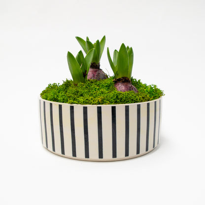 יקינטון בכלי לבחירה