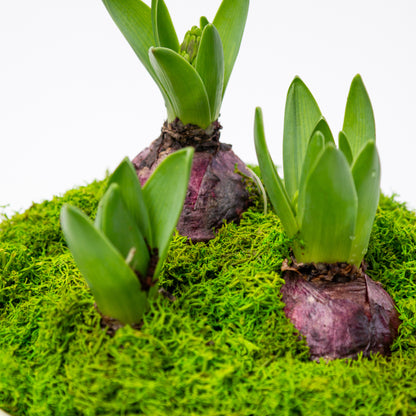 יקינטון בכלי לבחירה