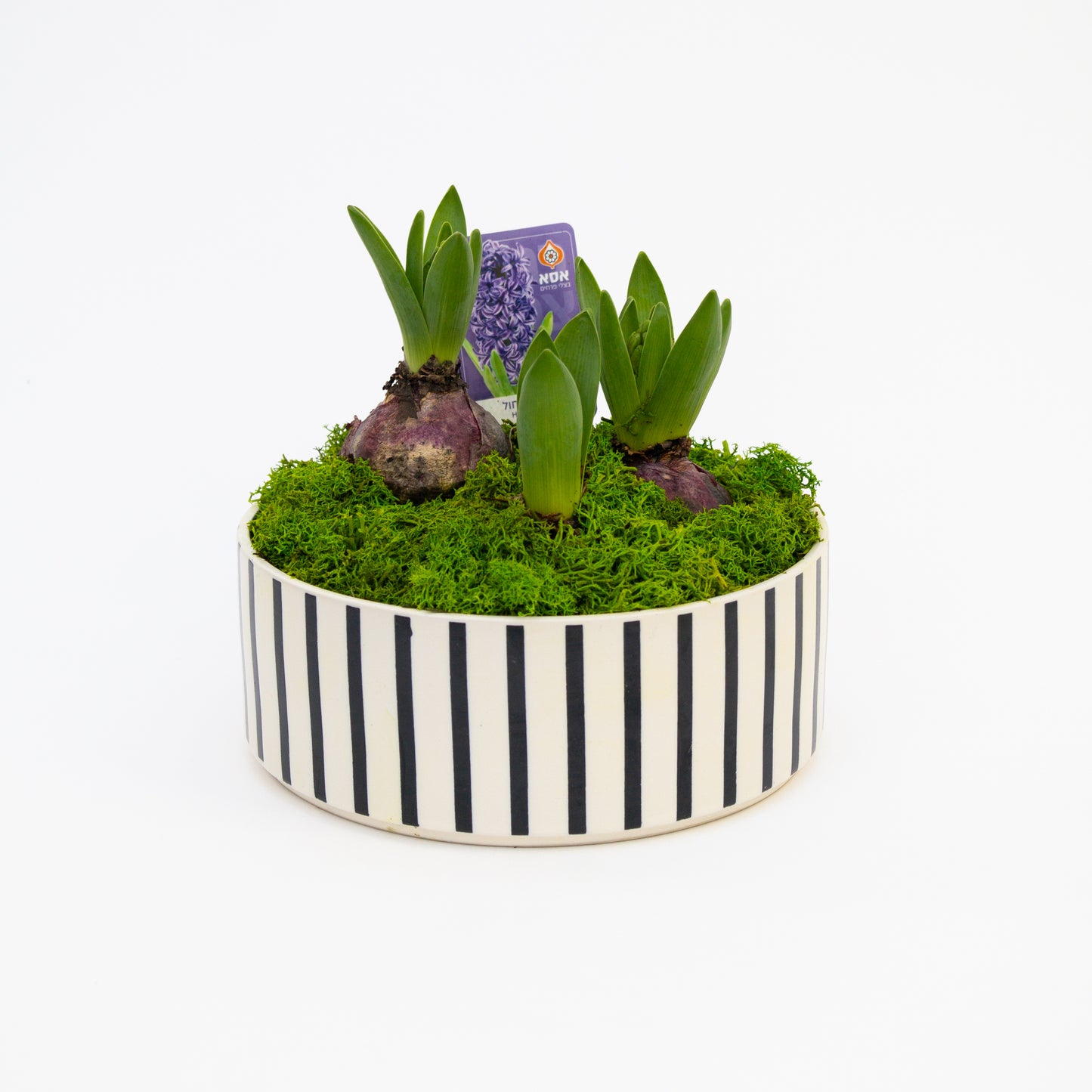 יקינטון בכלי לבחירה