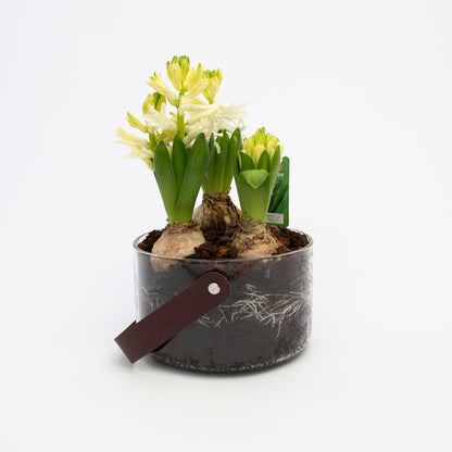 יקינטון בכלי לבחירה