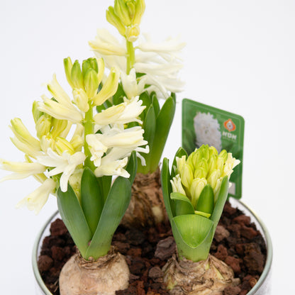 יקינטון בכלי לבחירה