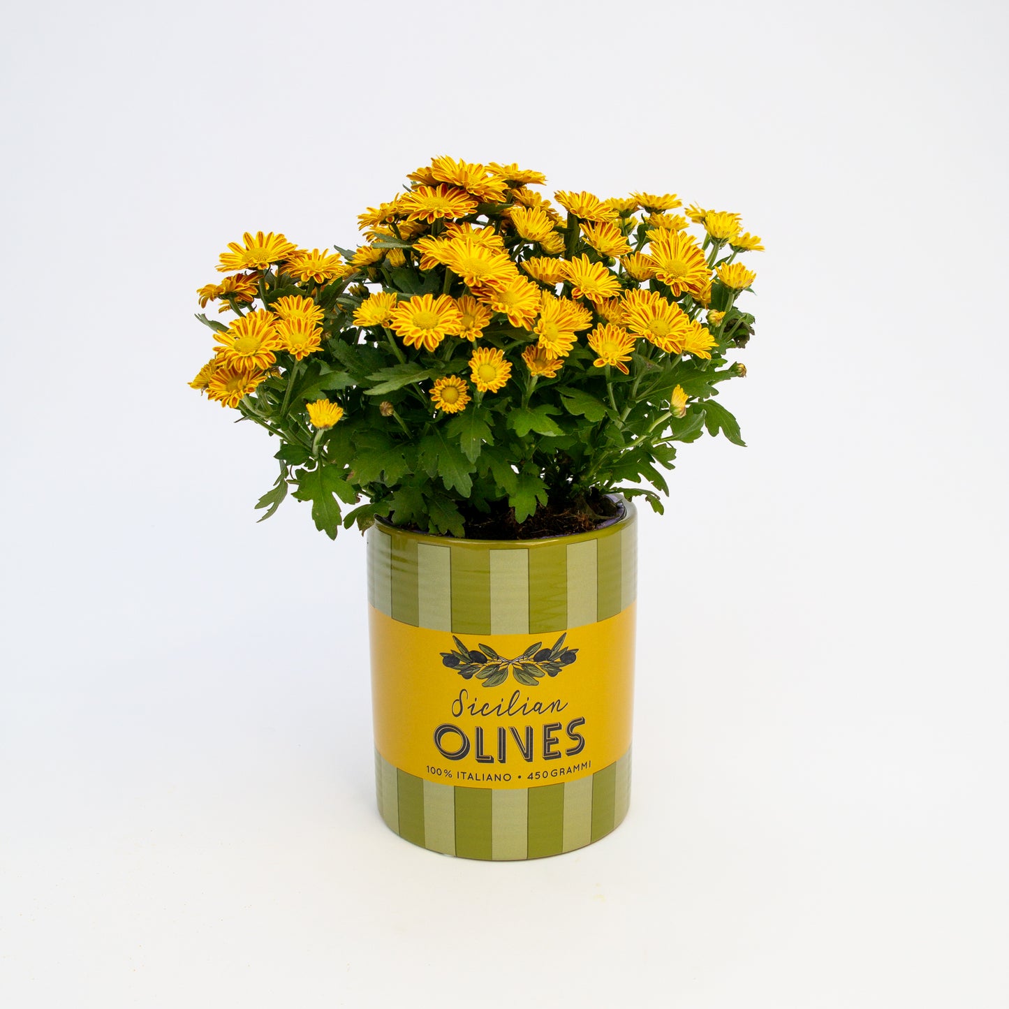 חרצית כריזנתמה בכלי לבחירה