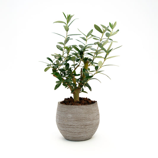 עץ זית בונסאי