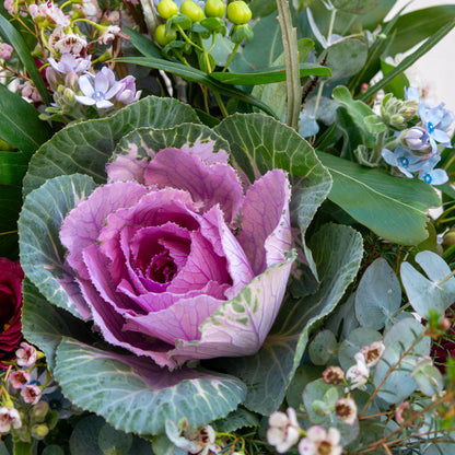 זר בורדו, ורוד עם נגיעות ירוק