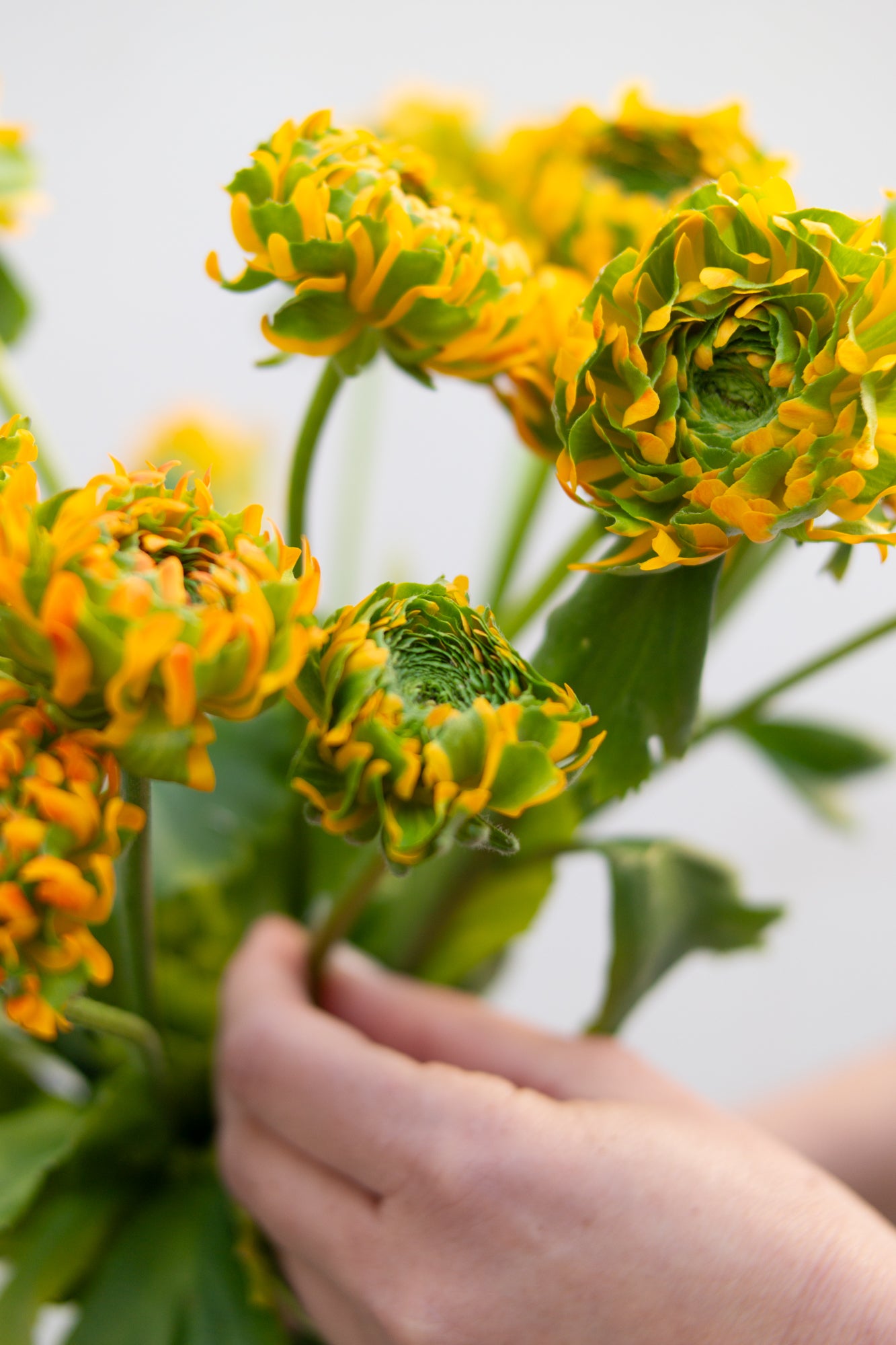 זר נוריות סקסס
