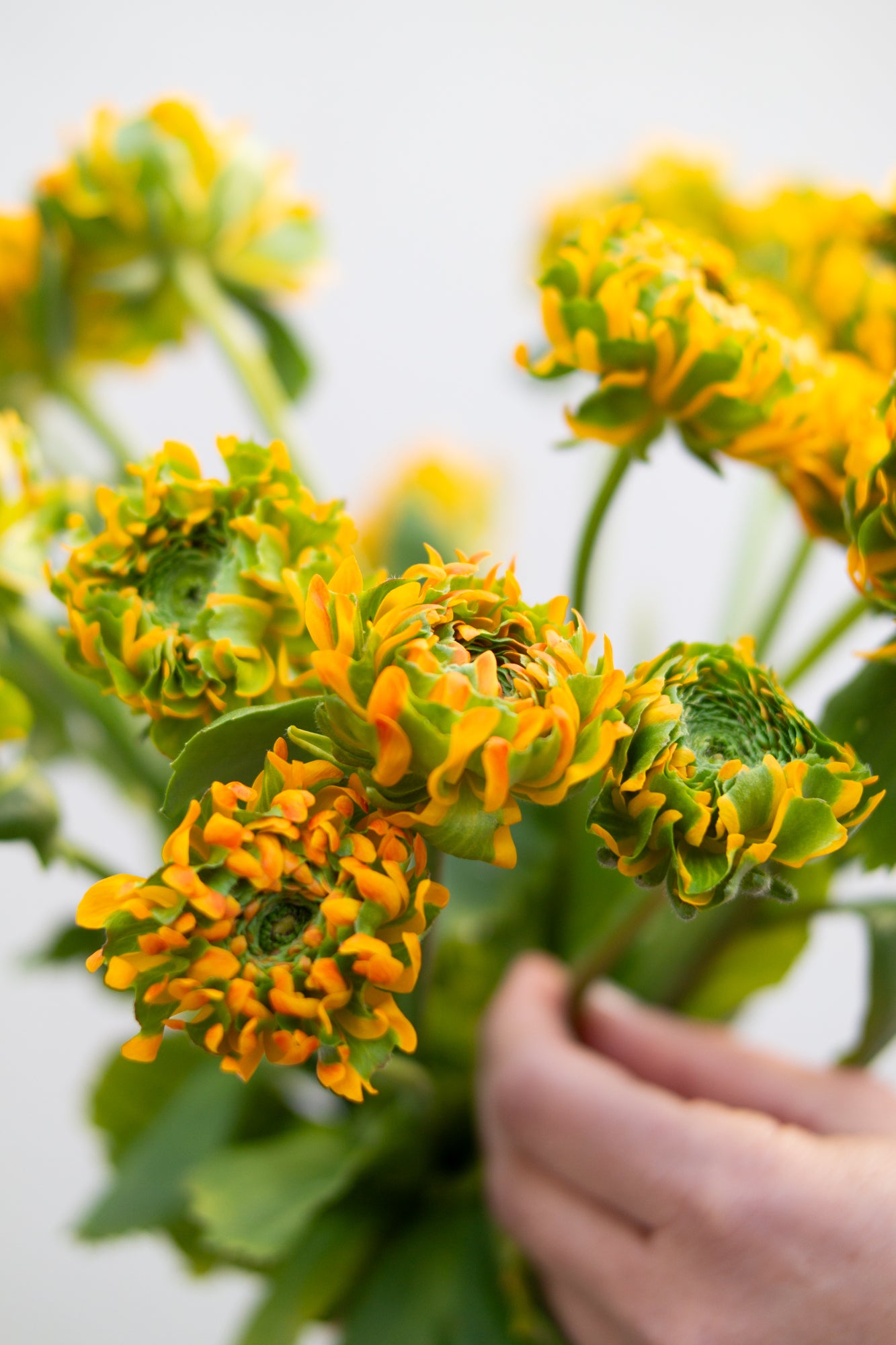 זר נוריות סקסס