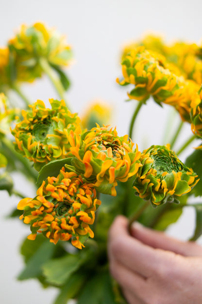 זר נוריות סקסס