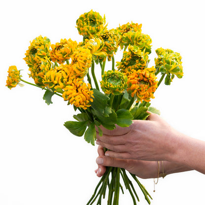 זר נוריות סקסס