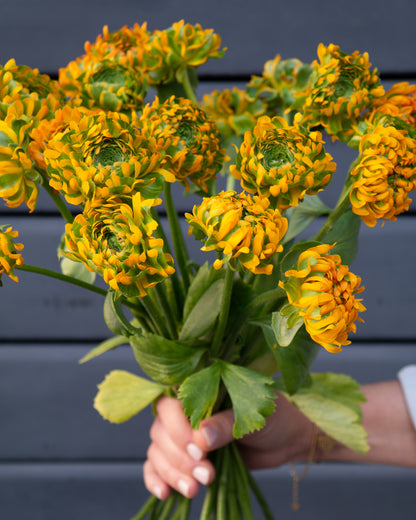 זר נוריות סקסס