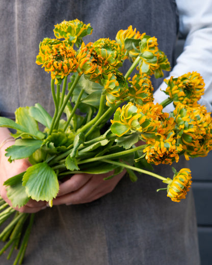 זר נוריות סקסס