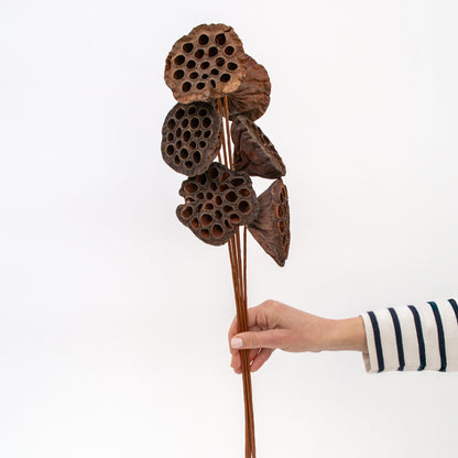 לוטוס יבש על מקל