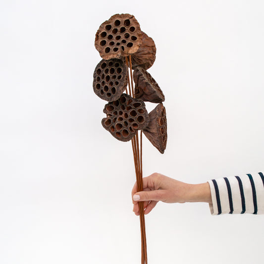 לוטוס יבש על מקל