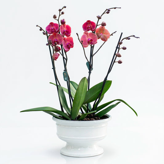 סחלב בכלי קרמיקה דקורטיבי