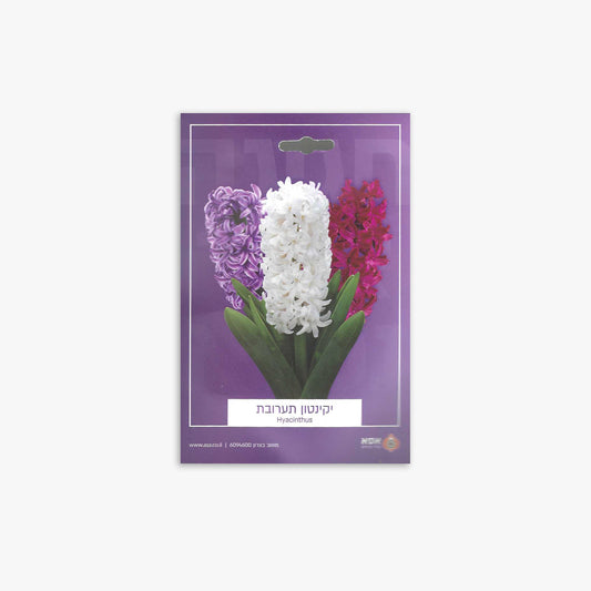 פקעות יקינטון תערובת