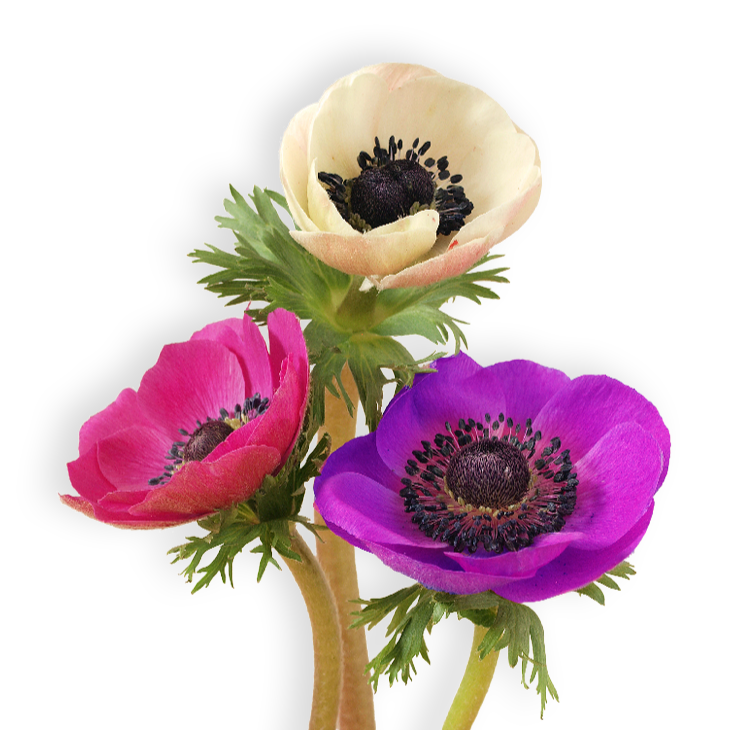 פקעות כלנית