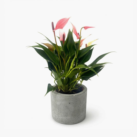 עציץ אנטוריום לילי ייבוא