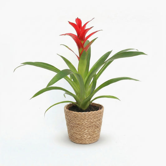 עציץ גוזמניה ייבוא