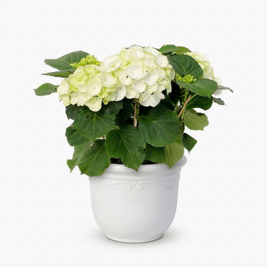 עציץ הורטנזיה