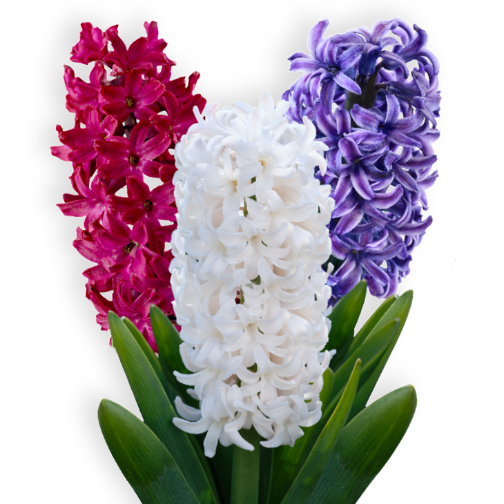 פקעות יקינטון תערובת