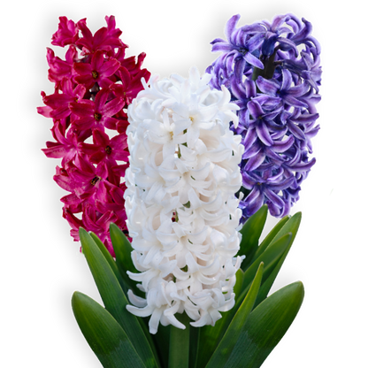 פקעות יקינטון תערובת