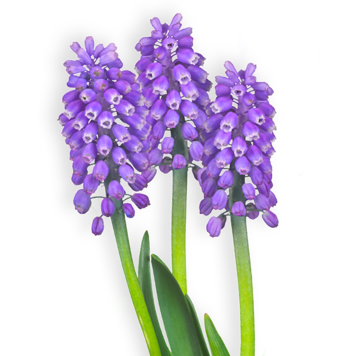 פקעות פעמוני גשם