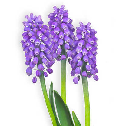 פקעות פעמוני גשם