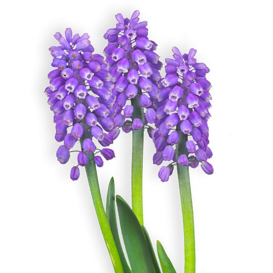 פקעות פעמוני גשם