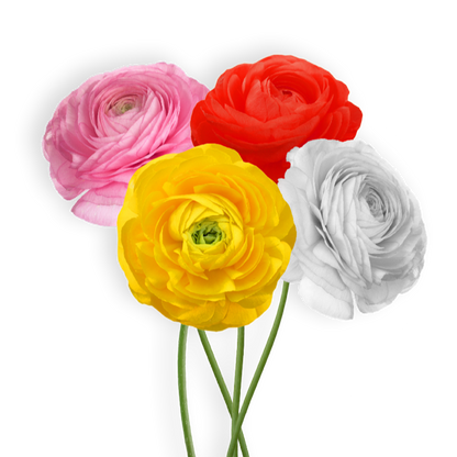 פקעות נורית